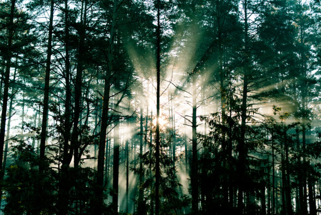 La forêt, à la frontière du cadastre et de la réalité