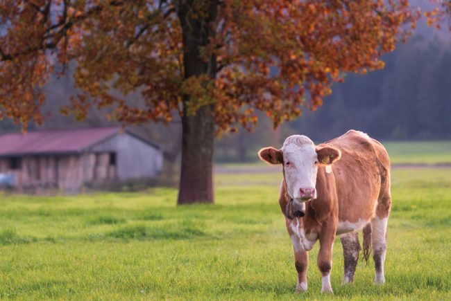Actualité rurale : l'essentiel de la pratique notariale