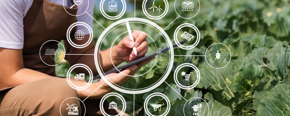 Bail rural et société, amour et désamour